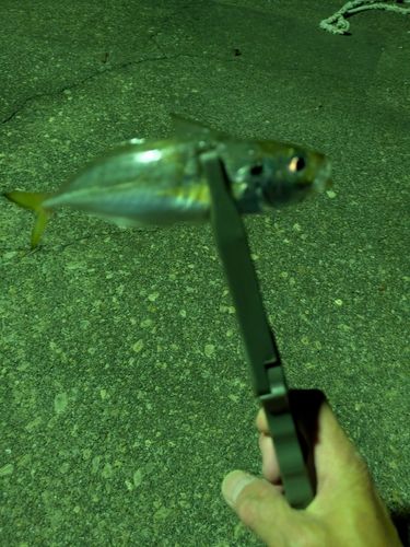 マアジの釣果
