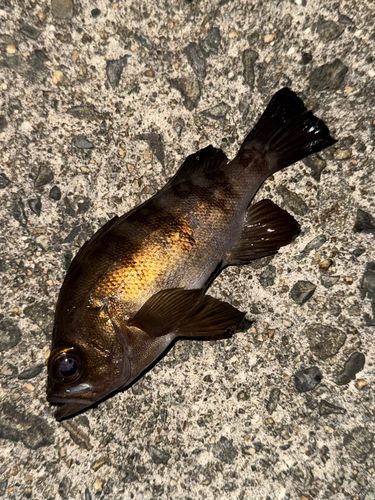 メバルの釣果