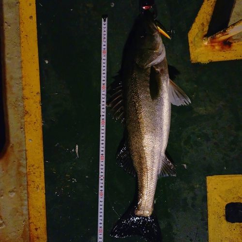 東京湾（アクアライン〜富津）
