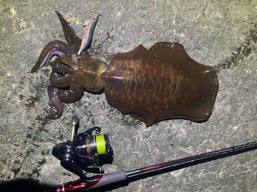 アオリイカの釣果