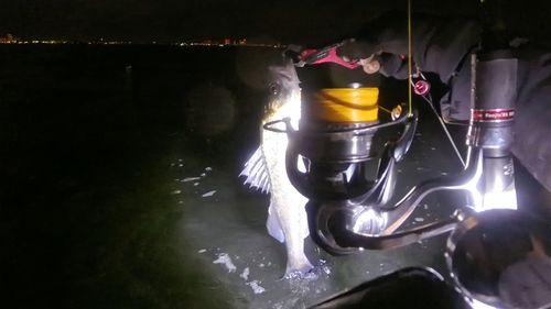 シーバスの釣果