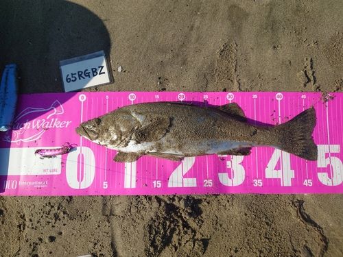 フッコ（マルスズキ）の釣果