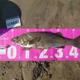 フッコ（マルスズキ）