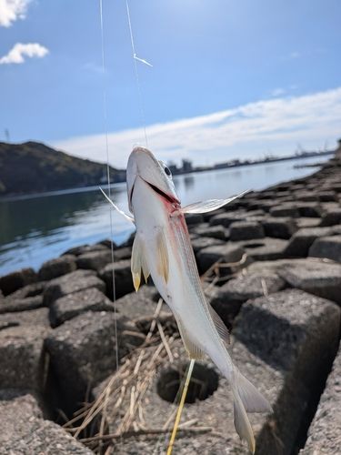 ヘダイの釣果