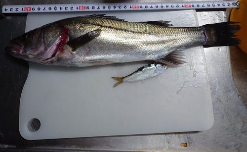 オリジナルメーカー海釣り公園