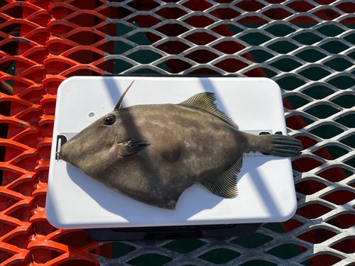 ウマヅラハギの釣果