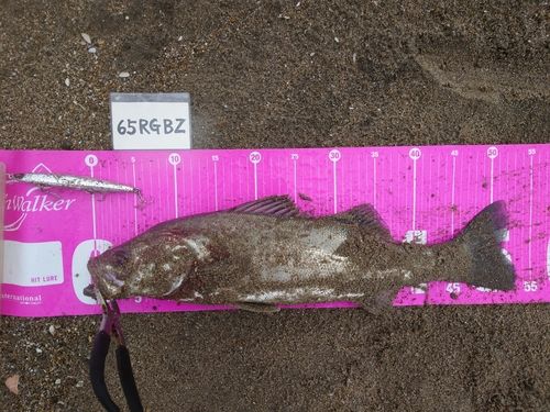 フッコ（マルスズキ）の釣果