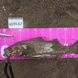 フッコ（マルスズキ）