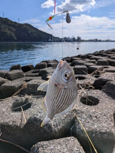 ヘダイの釣果