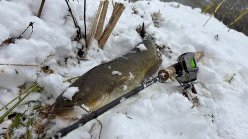 ナマズの釣果