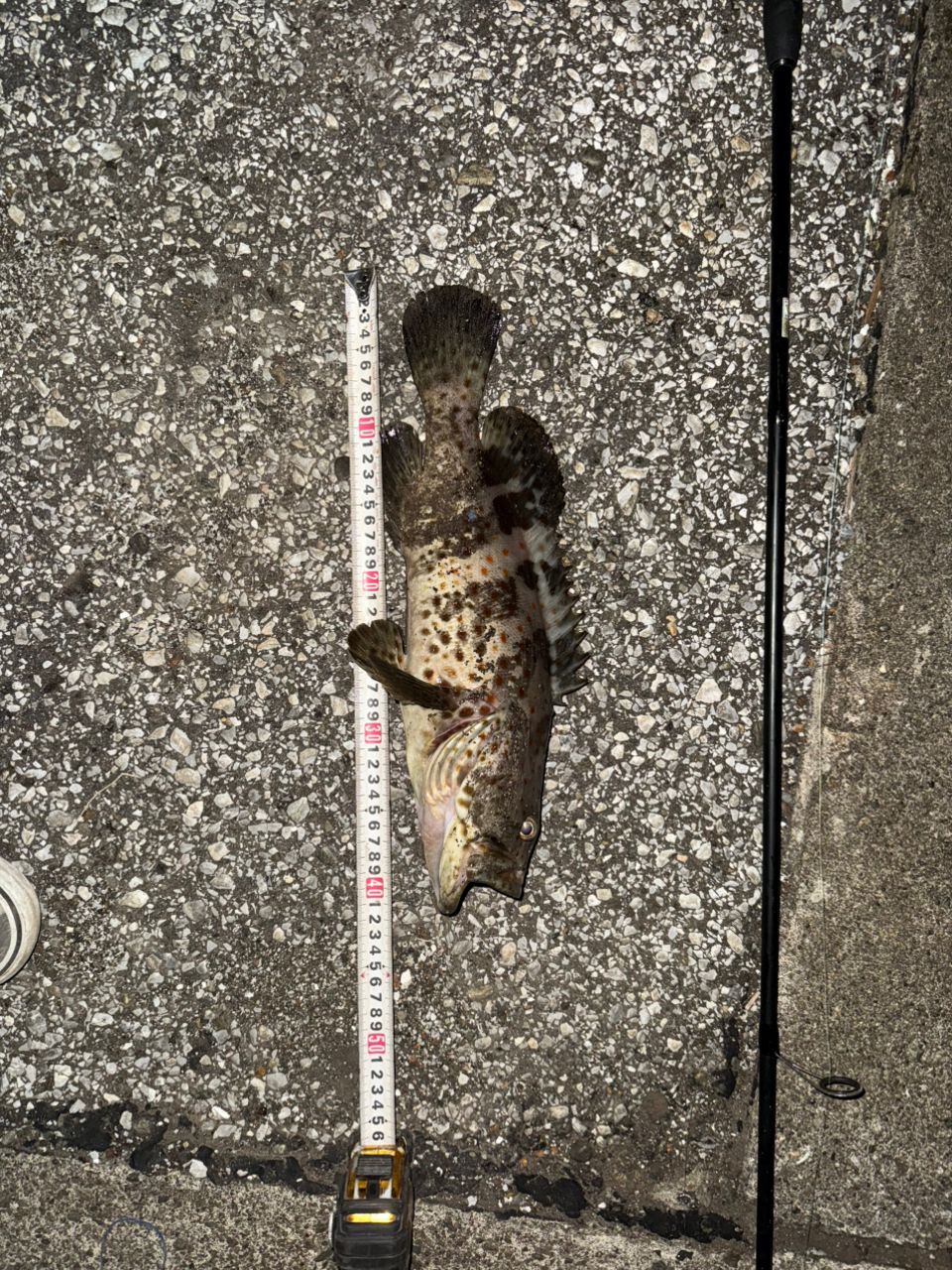 チャイロマルハタ