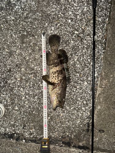 チャイロマルハタの釣果