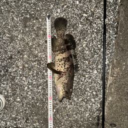 チャイロマルハタ