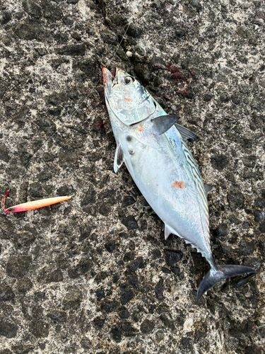 スマガツオの釣果