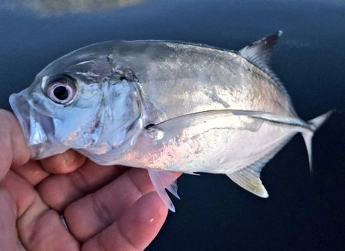 ギンガメアジの釣果
