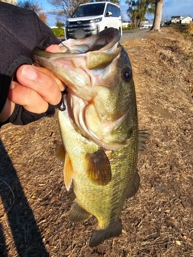 ラージマウスバスの釣果