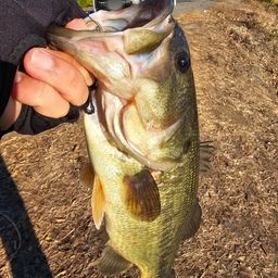 ラージマウスバス