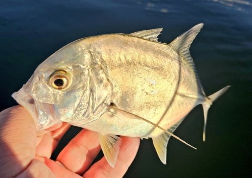 ロウニンアジの釣果