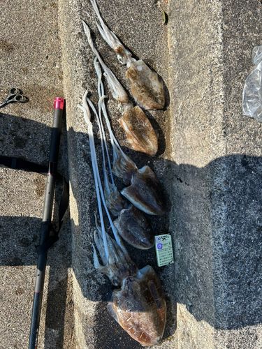 コウイカの釣果