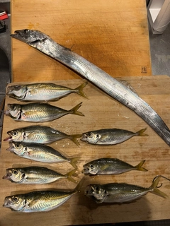 タチウオの釣果