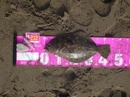 ヒラメの釣果