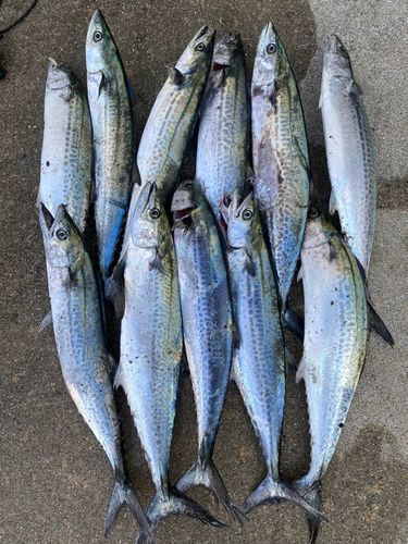 サゴシの釣果
