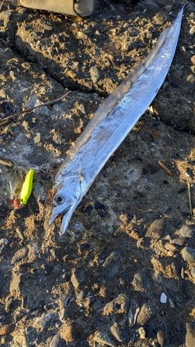 タチウオの釣果