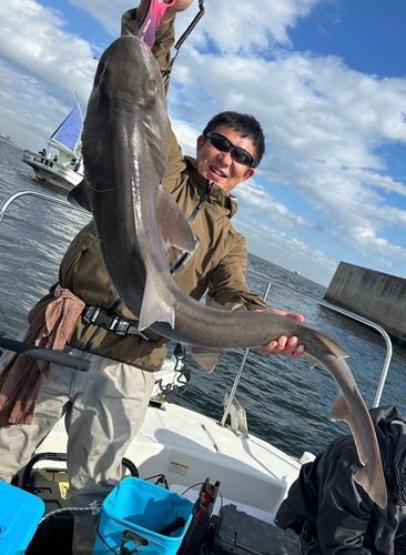 シロザメの釣果