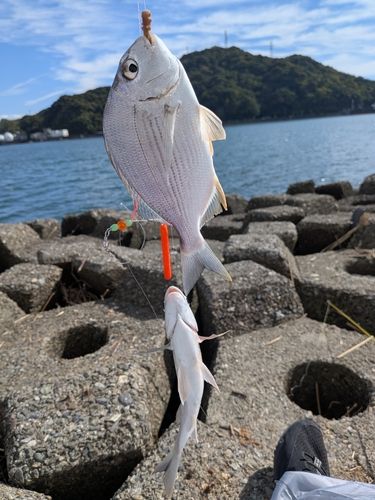 ヘダイの釣果