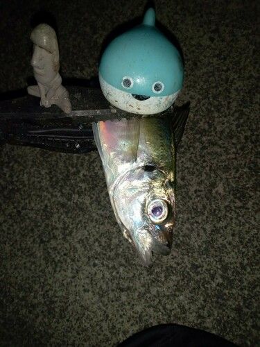 マアジの釣果