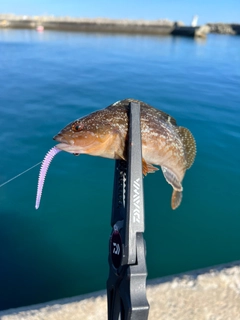 アイナメの釣果