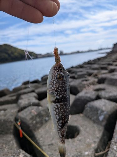 フグの釣果