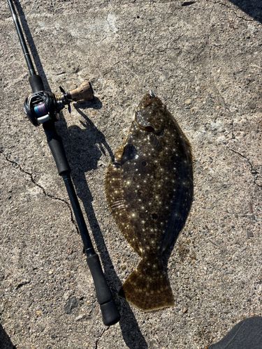 ヒラメの釣果
