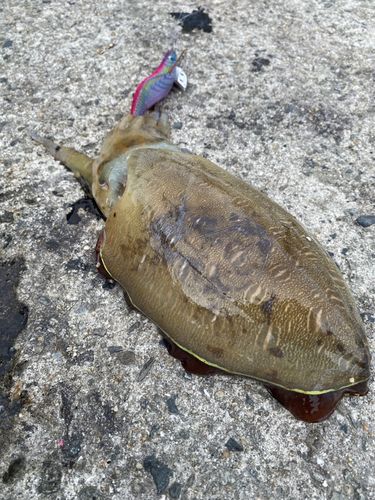 コウイカの釣果