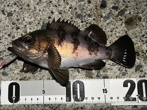 小名浜港市場前