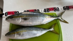 ワラサの釣果