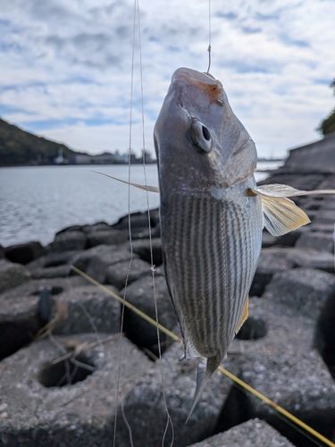 ヘダイの釣果