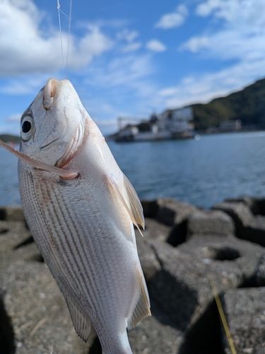 ヘダイの釣果