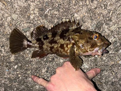カサゴの釣果