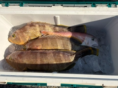 アオハタの釣果