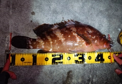 キジハタの釣果