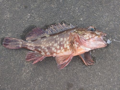 カサゴの釣果