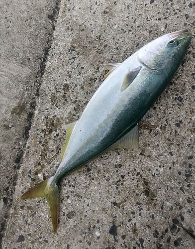 ブリの釣果