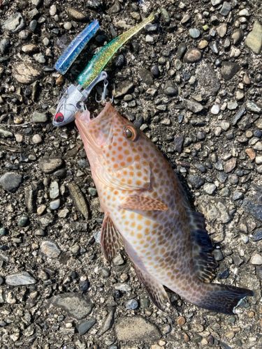 オオモンハタの釣果