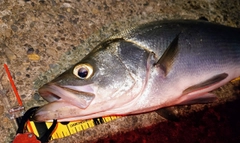 ヒラスズキの釣果