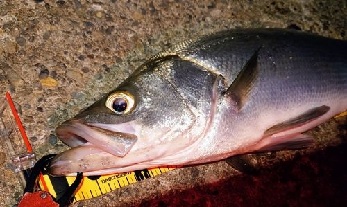 ヒラスズキの釣果