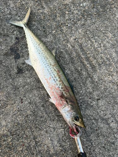 南港魚つり公園