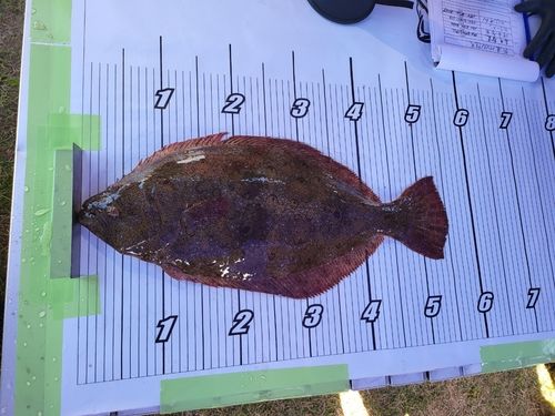 ヒラメの釣果