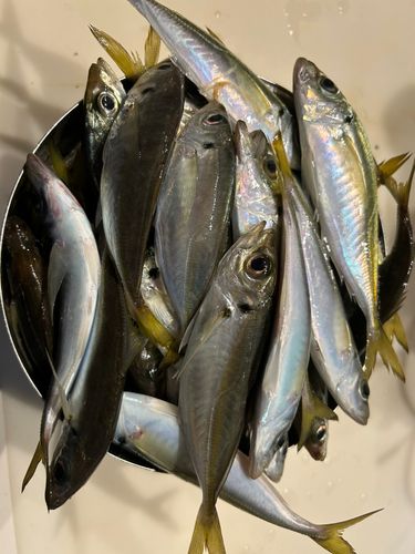 マアジの釣果
