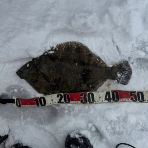 クロガシラガレイの釣果